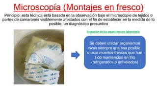 Microscopía (Montajes en fresco)
Principio: esta técnica está basada en la observación bajo el microscopio de tejidos o
partes de camarones visiblemente afectados con el fin de establecer en la medida de lo
posible, un diagnóstico presuntivo
Se deben utilizar organismos
vivos siempre que sea posible,
o usar muertos frescos que han
sido mantenidos en frío
(refrigerados o enhielados)
Recepción de los organismos en laboratorio
 