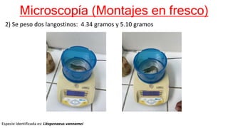 Microscopía (Montajes en fresco)
2) Se peso dos langostinos: 4.34 gramos y 5.10 gramos
Especie Identificada es: Litopenaeus vannamei
 