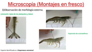 Microscopía (Montajes en fresco)
3)Observación de morfología externa.
Especie Identificada es: Litopenaeus vannamei
coloración rojiza de los pleópodos y telson
Expansión de cromatóforos
 