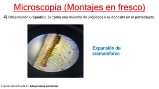 Microscopía (Montajes en fresco)
4) Observación urópodos:. Se toma una muestra de urópodos y se deposita en el portaobjeto.
Especie Identificada es: Litopenaeus vannamei
Expansión de
cromatóforos
 