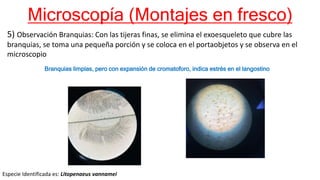 Microscopía (Montajes en fresco)
5) Observación Branquias: Con las tijeras finas, se elimina el exoesqueleto que cubre las
branquias, se toma una pequeña porción y se coloca en el portaobjetos y se observa en el
microscopio
Especie Identificada es: Litopenaeus vannamei
Branquias limpias, pero con expansión de cromatoforo, indica estrés en el langostino
 