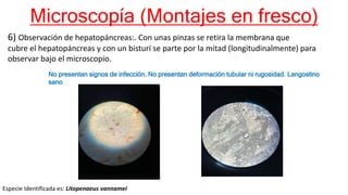 Microscopía (Montajes en fresco)
6) Observación de hepatopáncreas:. Con unas pinzas se retira la membrana que
cubre el hepatopáncreas y con un bisturí se parte por la mitad (longitudinalmente) para
observar bajo el microscopio.
Especie Identificada es: Litopenaeus vannamei
No presentan signos de infección. No presentan deformación tubular ni rugosidad. Langostino
sano
 