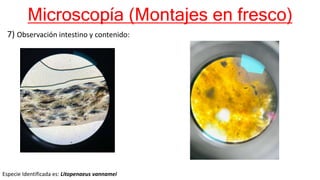 Microscopía (Montajes en fresco)
7) Observación intestino y contenido:
Especie Identificada es: Litopenaeus vannamei
 