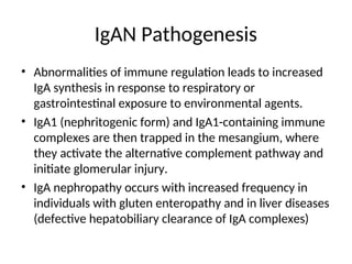 IgAN Pathogenesis
• Abnormalities of immune regulation leads to increased
IgA synthesis in response to respiratory or
gastrointestinal exposure to environmental agents.
• IgA1 (nephritogenic form) and IgA1-containing immune
complexes are then trapped in the mesangium, where
they activate the alternative complement pathway and
initiate glomerular injury.
• IgA nephropathy occurs with increased frequency in
individuals with gluten enteropathy and in liver diseases
(defective hepatobiliary clearance of IgA complexes)
 