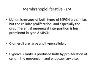 Membranoploliferative - LM
• Light microscopy of both types of MPGN are similar,
but the cellular proliferation, and especially the
circumferential mesengeal interposition is less
prominent in type 2 MPGN.
• Glomeruli are large and hypercellular.
• Hypercellularity is produced both by proliferation of
cells in the mesengium and endocapillary also.
 
