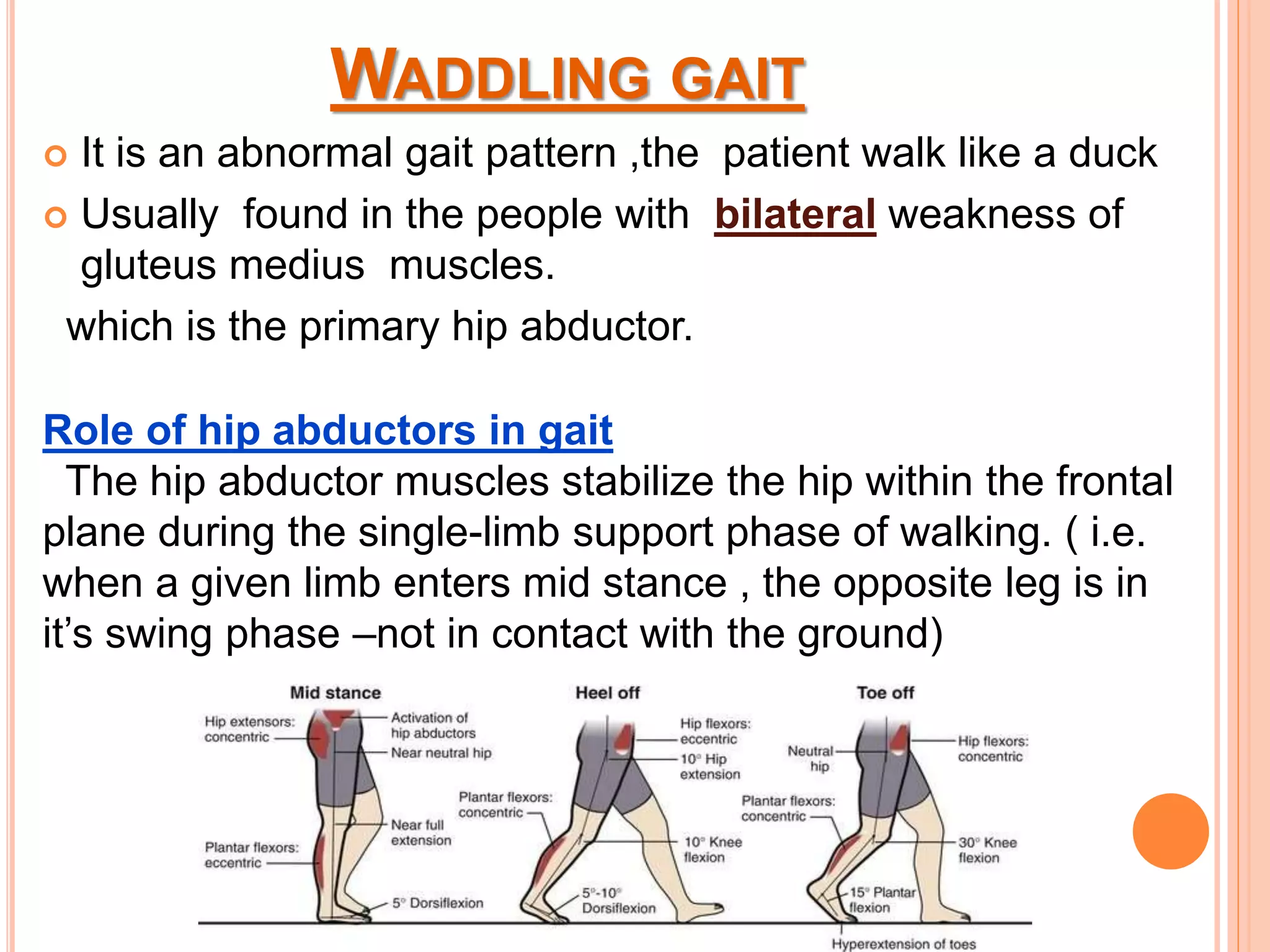Waddling gait- definition|role of muscle|gait analysis|kinematic and  spatiotemporal deviations| physiotherapy treatment | PPTX, image size:2048x1536