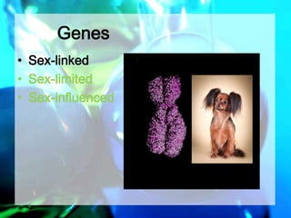 Genes 
• Sex-linked 
• Sex-limited 
• Sex-influenced 
 