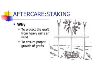 AFTERCARE:STAKING Why To protect the graft from heavy rains and wind To ensure proper growth of grafts 