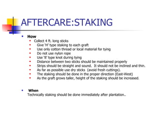 AFTERCARE:STAKING How Collect 4 ft. long sticks  Give ‘H’ type staking to each graft Use only cotton thread or local material for tying  Do not use nylon rope  Use ‘8’ type knot during tying Distance between two sticks should be maintained properly  Strips should be straight and sound.  It should not be inclined and thin. As far as possible use dry sticks  (avoid fresh cuttings).  The staking should be done in the proper direction (East-West) As the graft grows taller, height of the staking should be increased . When Technically staking should be done immediately after plantation..  