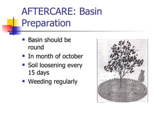 AFTERCARE: Basin Preparation Basin should be round In month of october Soil loosening every 15 days Weeding regularly 