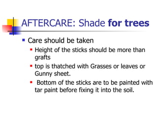 AFTERCARE: Shade  for trees Care should be taken Height of the sticks should be more than grafts top is thatched with Grasses or leaves or Gunny sheet.  Bottom of the sticks are to be painted with tar paint before fixing it into the soil.  