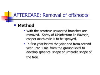 AFTERCARE: Removal of offshoots Method With the secateur unwanted branches are removed.  Spray of Disinfectant lie Bavistin, copper oxichlosile is to be sprayed. In first year below the joint and from second year upto 1 mt. from the ground level to develop spherical shape or umbrella shape of the tree.   