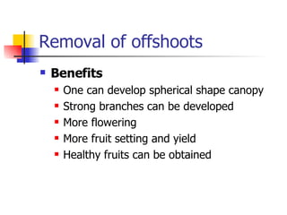 Removal of offshoots Benefits One can develop spherical shape canopy Strong branches can be developed More flowering More fruit setting and yield Healthy fruits can be obtained 