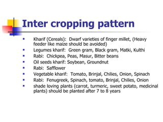 Inter cropping pattern Kharif (Cereals):  Dwarf varieties of finger millet, (Heavy feeder like maize should be avoided) Legumes kharif:  Green gram, Black gram, Matki, Kulthi Rabi:  Chickpea, Peas, Masur, Bitter beans Oil seeds kharif: Soybean, Groundnut Rabi:  Safflower  Vegetable kharif:  Tomato, Brinjal, Chilies, Onion, Spinach Rabi:  Fenugreek, Spinach, tomato, Brinjal, Chilies, Onion  shade loving plants (carrot, turmeric, sweet potato, medicinal plants) should be planted after 7 to 8 years 