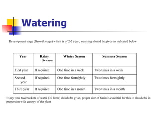 Watering Development stage (Growth stage) which is of 2-3 years, watering should be given as indicated below  Every time two buckets of water (30 liters) should be given, proper size of basin is essential for this. It should be in proportion with canopy of the plant  Two times in a month One time in a month If required Third year Two times fortnightly One time fortnightly If required Second year Two times in a week One time in a week If required First year Summer Season Winter Season Rainy Season Year 