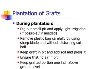 Plantation of Grafts During plantation: Dig out small pit and apply light irrigation (if possible / if needed) Remove plastic bag carefully by using sharp blade and without disturbing soil ball. Keep graft in pit and add soil and press it. Ensure that no air in pit Keep grafted portion one inch above ground level 