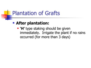 Plantation of Grafts After plantation: ‘ H’  type staking should be given immediately.  Irrigate the plant if no rains occurred (for more than 3 days)  