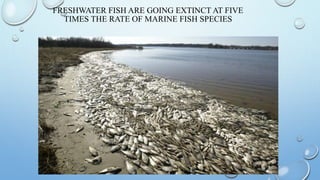 FRESHWATER FISH ARE GOING EXTINCT AT FIVE
TIMES THE RATE OF MARINE FISH SPECIES
 