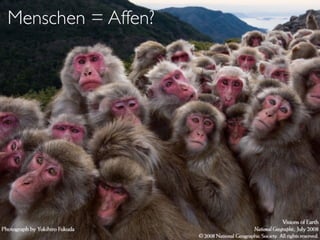 Menschen = Affen?
 