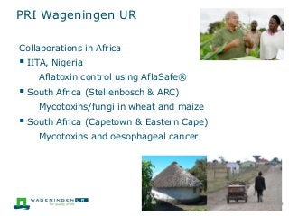 PRI Wageningen UR
15
Collaborations in Africa
 IITA, Nigeria
Aflatoxin control using AflaSafe®
 South Africa (Stellenbosch & ARC)
Mycotoxins/fungi in wheat and maize
 South Africa (Capetown & Eastern Cape)
Mycotoxins and oesophageal cancer
 