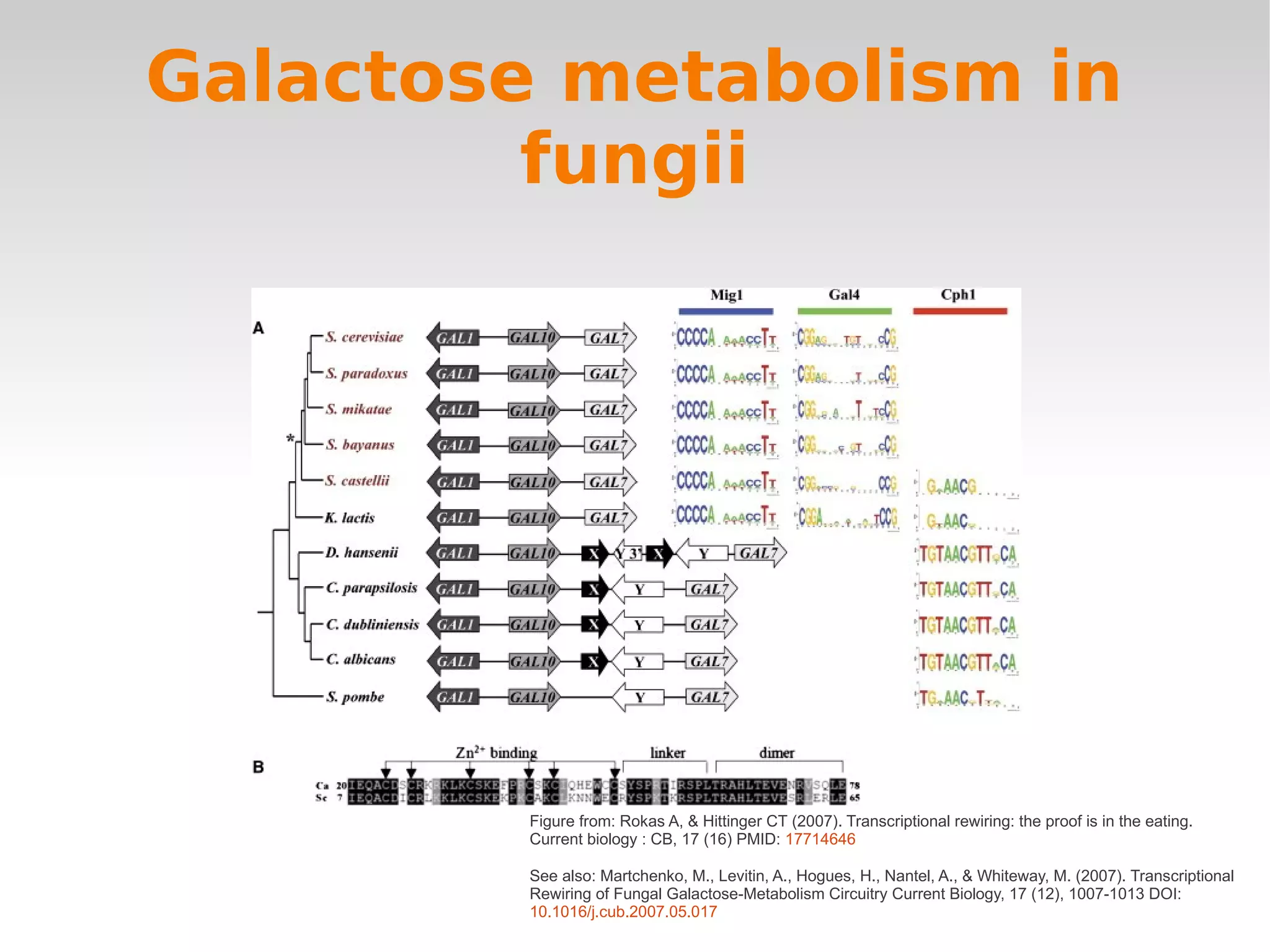 Galactose metabolism in
         fungii




         Figure from: Rokas A, & Hittinger CT (2007). Transcriptional rewiring: the proof is in the eating.
         Current biology : CB, 17 (16) PMID: 17714646

         See also: Martchenko, M., Levitin, A., Hogues, H., Nantel, A., & Whiteway, M. (2007). Transcriptional
         Rewiring of Fungal Galactose-Metabolism Circuitry Current Biology, 17 (12), 1007-1013 DOI:
         10.1016/j.cub.2007.05.017
 