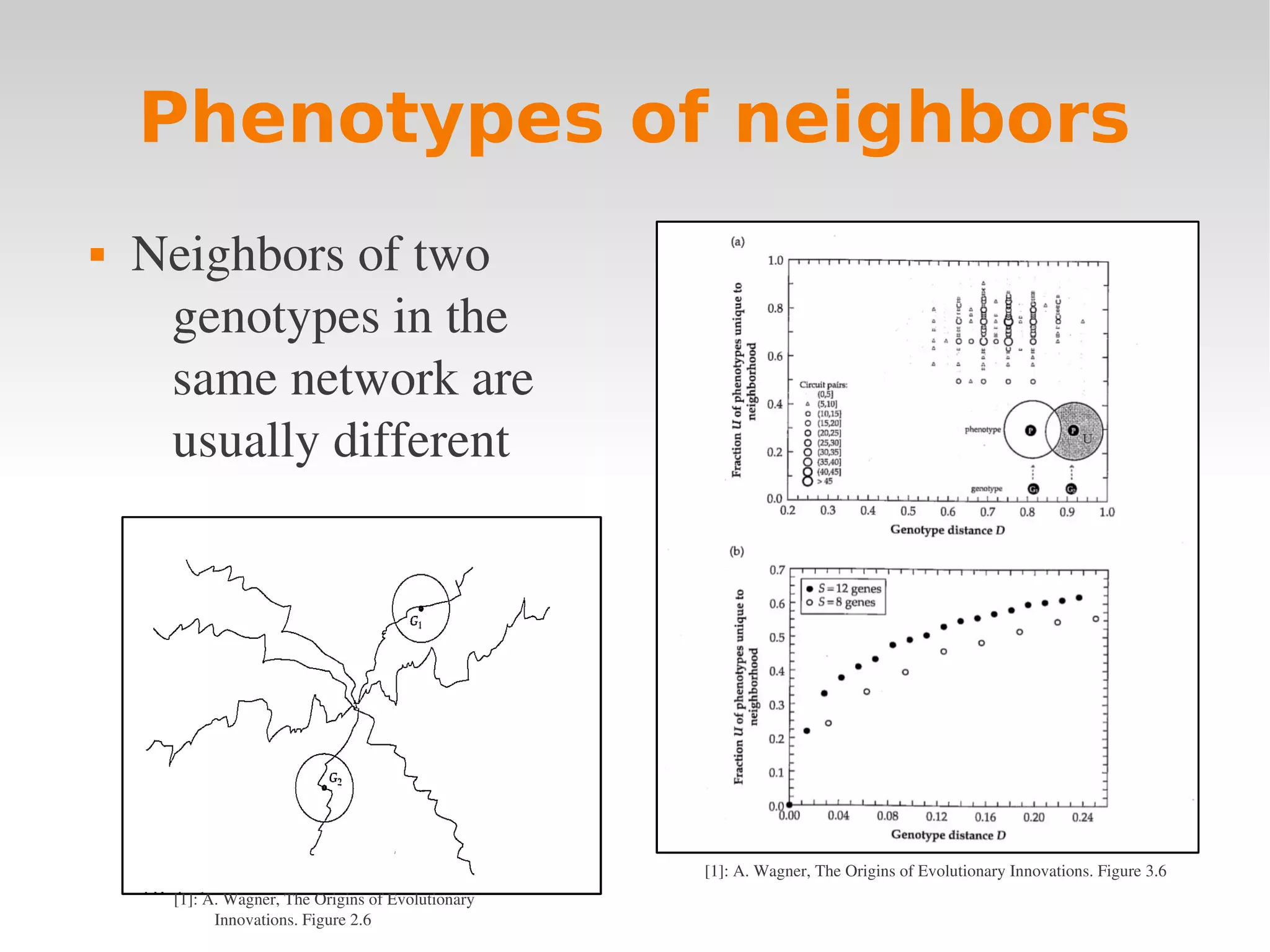 Phenotypes of neighbors
   Neighbors of two 
     genotypes in the 
     same network are 
     usually different




                                                    [1]: A. Wagner, The Origins of Evolutionary Innovations. Figure 3.6
     [1]: A. Wagner, The Origins of Evolutionary 
           Innovations. Figure 2.6
 