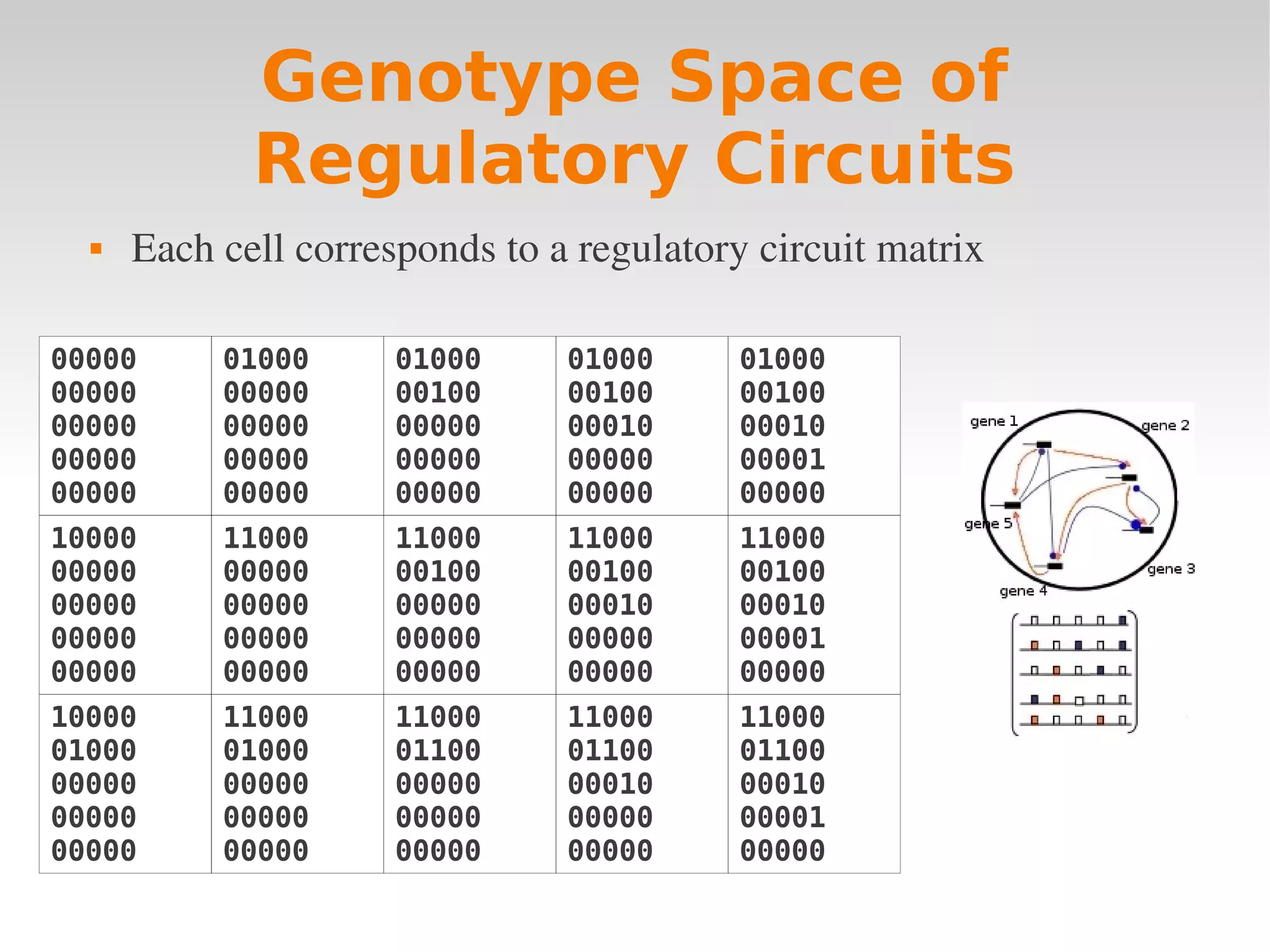 Genotype Space of
             Regulatory Circuits
     Each cell corresponds to a regulatory circuit matrix 

00000      01000      01000     01000      01000
00000      00000      00100     00100      00100
00000      00000      00000     00010      00010
00000      00000      00000     00000      00001
00000      00000      00000     00000      00000
10000      11000      11000     11000      11000
00000      00000      00100     00100      00100
00000      00000      00000     00010      00010
00000      00000      00000     00000      00001
00000      00000      00000     00000      00000
10000      11000      11000     11000      11000
01000      01000      01100     01100      01100
00000      00000      00000     00010      00010
00000      00000      00000     00000      00001
00000      00000      00000     00000      00000
 