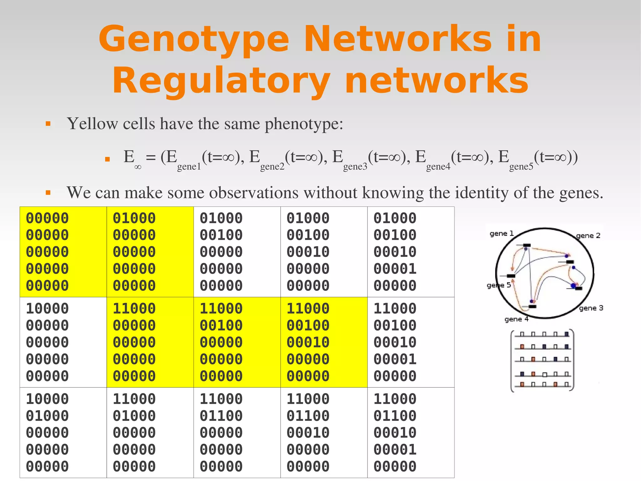 Genotype Networks in
          Regulatory networks
     Yellow cells have the same phenotype:
               E∞ = (Egene1(t=∞), Egene2(t=∞), Egene3(t=∞), Egene4(t=∞), Egene5(t=∞))
     We can make some observations without knowing the identity of the genes.
00000          01000       01000         01000        01000
00000          00000       00100         00100        00100
00000          00000       00000         00010        00010
00000          00000       00000         00000        00001
00000          00000       00000         00000        00000
10000          11000       11000         11000        11000
00000          00000       00100         00100        00100
00000          00000       00000         00010        00010
00000          00000       00000         00000        00001
00000          00000       00000         00000        00000
10000          11000       11000         11000        11000
01000          01000       01100         01100        01100
00000          00000       00000         00010        00010
00000          00000       00000         00000        00001
00000          00000       00000         00000        00000
 