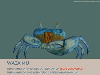 @ Eitan Rosenthal
imagem: cotidianodehumberto.blogspot.com.br
Waia’mu
Tupi NAME for the popular guaiamum (BLUE LAND CRAB)
Tupi NAME for the scientific cardisoma Guanhumi
 