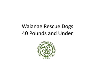 Waianae Rescue Dogs
40 Pounds and Under
 