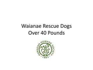 Waianae Rescue Dogs
Over 40 Pounds
 