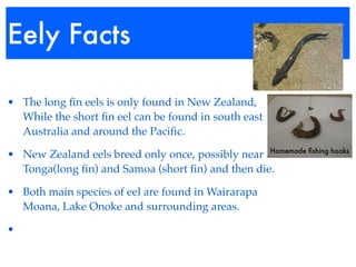Eely Facts

• The long ﬁn eels is only found in New Zealand,
  While the short ﬁn eel can be found in south east
  Australia and around the Paciﬁc.

• New Zealand eels breed only once, possibly near Homemade ﬁshing hooks
  Tonga(long ﬁn) and Samoa (short ﬁn) and then die.

• Both main species of eel are found in Wairarapa
  Moana, Lake Onoke and surrounding areas.

•
 