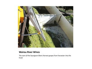Wairau River WinesThe start of the Sauvignon Blanc Harvest grapes from harvester into the truck