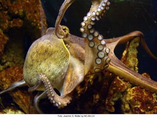 Foto: Joachim S. Müller by NC-SA 2.0 