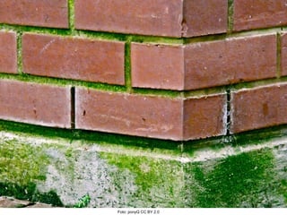 Foto: ponyQ CC BY 2.0  