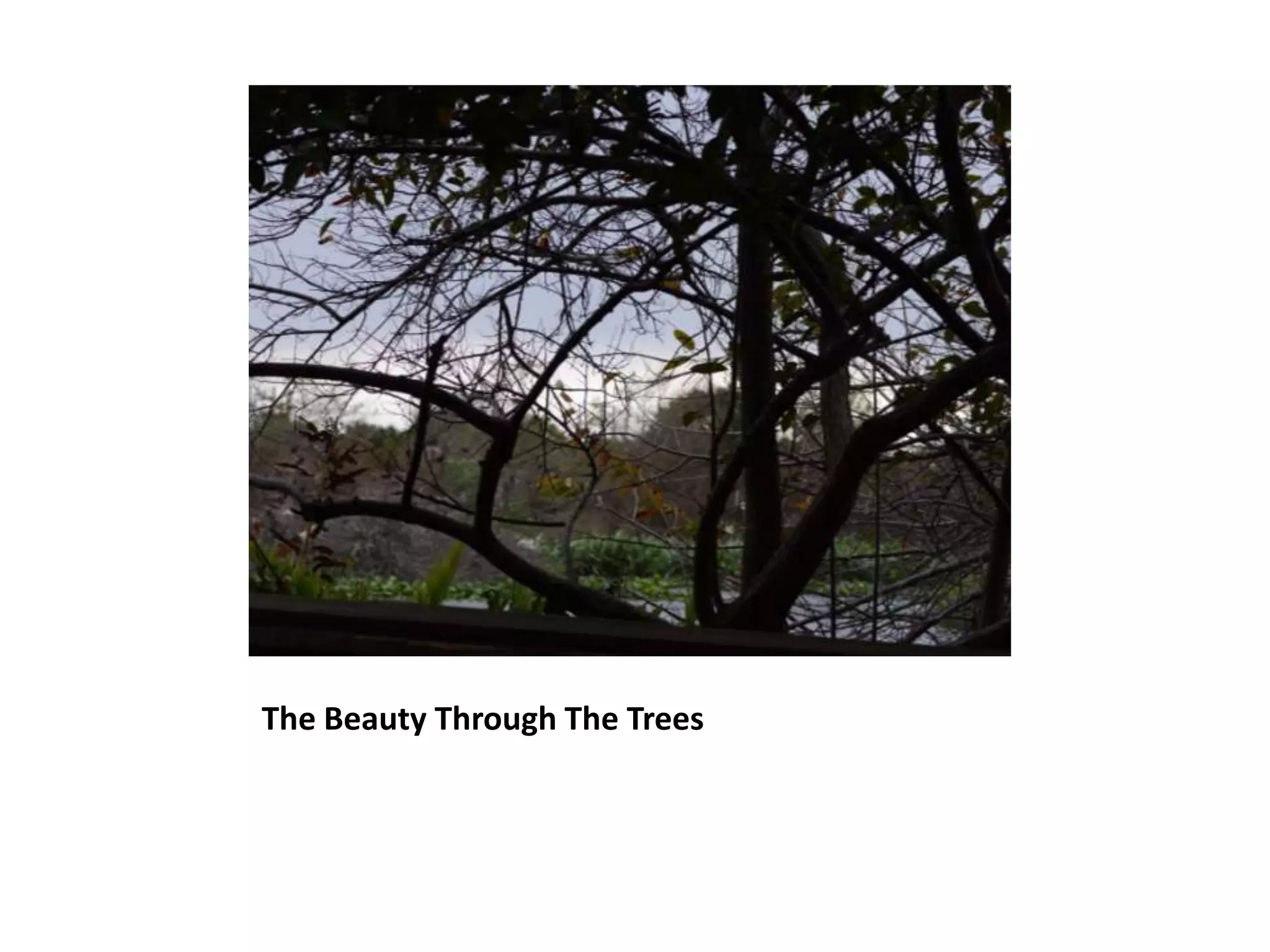 The Beauty Through The Trees