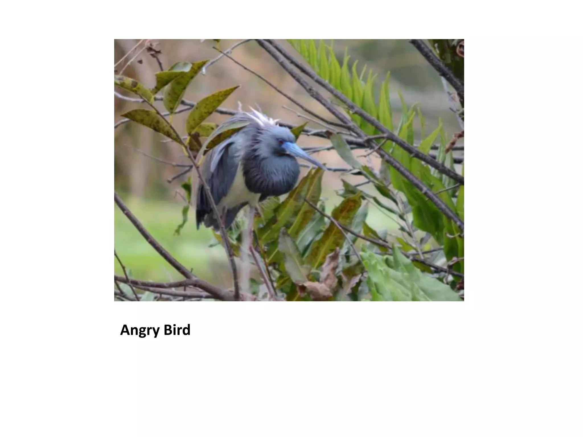 Angry Bird