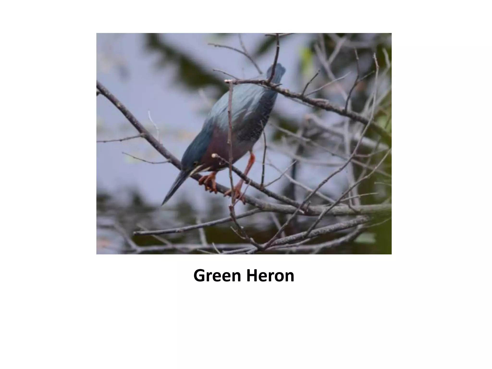 Green Heron