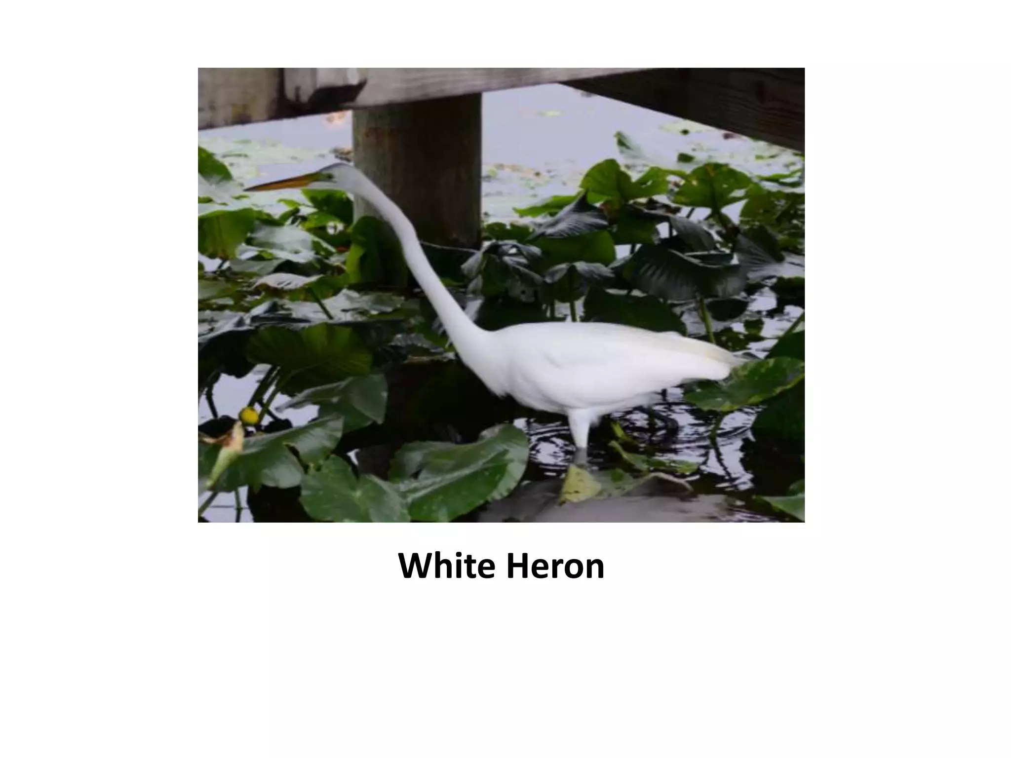White Heron