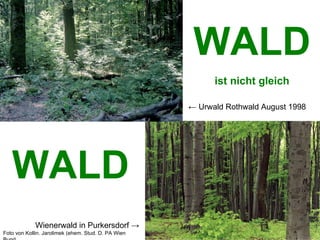 WALD ist nicht gleich WALD ←  Urwald Rothwald August 1998 Wienerwald in Purkersdorf  -> Foto von Kollin. Jarolimek (ehem. Stud. D. PA Wien Bund 