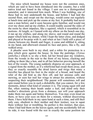 The mice which haunted my house were not the common ones,
which are said to have been introduced into the country, but a wild
native kind not found in the village. I sent one to a distinguished
naturalist, and it interested him much. When I was building, one of
these had its nest underneath the house, and before I had laid the
second floor, and swept out the shavings, would come out regularly
at lunch time and pick up the crums at my feet. It probably had never
seen a man before; and it soon became quite familiar, and would run
over my shoes and up my clothes. It could readily ascend the sides of
the room by short impulses, like a squirrel, which it resembled in its
motions. At length, as I leaned with my elbow on the bench one day,
it ran up my clothes, and along my sleeve, and round and round the
paper which held my dinner, while I kept the latter close, and dodged
and played at bo-peep with it; and when at last I held still a piece of
cheese between my thumb and finger, it came and nibbled it, sitting
in my hand, and afterward cleaned its face and paws, like a fly, and
walked away.
A phoebe soon built in my shed, and a robin for protection in a
pine which grew against the house. In June the partridge, (Tetrao
umbellus,) which is so shy a bird, led her brood past my windows,
from the woods in the rear to the front of my house, clucking and
calling to them like a hen, and in all her behavior proving herself the
hen of the woods. The young suddenly disperse on your approach, at
a signal from the mother, as if a whirlwind had swept them away, and
they so exactly resemble the dried leaves and twigs that many a
traveller has placed his foot in the midst of a brood, and heard the
whir of the old bird as she flew off, and her anxious calls and
mewing, or seen her trail her wings to attract his attention, without
suspecting their neighborhood. The parent will sometimes roll and
spin round before you in such a dishabille, that you cannot, for a few
moments, detect what kind of creature it is. The young squat still and
flat, often running their heads under a leaf, and mind only their
mother’s directions given from a distance, nor will your approach
make them run again and betray themselves. You may even tread on
them, or have your eyes on them for a minute, without discovering
them. I have held them in my open hand at such a time, and still their
only care, obedient to their mother and their instinct, was to squat
there without fear or trembling. So perfect is this instinct, that once,
when I had laid them on the leaves again, and one accidentally fell on
its side, it was found with the rest in exactly the same position ten
169
 