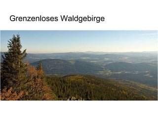 Grenzenloses Waldgebirge
 