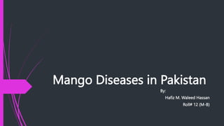 Mango Diseases in Pakistan
By:
Hafiz M. Waleed Hassan
Roll# 12 (M-B)
 