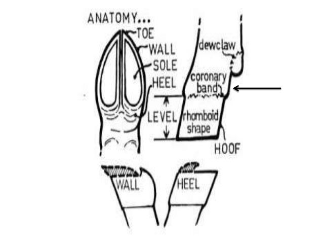 Anatomy of hoof cow hoof diagram 