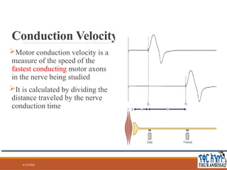 Comprehensive Guide to Nerve Conduction Studies and Electromyography ...