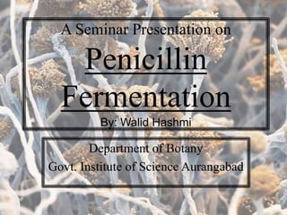 A Seminar Presentation on
Penicillin
Fermentation
By: Walid Hashmi
Department of Botany
Govt. Institute of Science Aurangabad
 