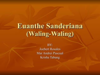 Euanthe Sanderiana (Waling-Waling) BY: Joebert Rosales Mar Andrei Pascual Krisha Tabang 