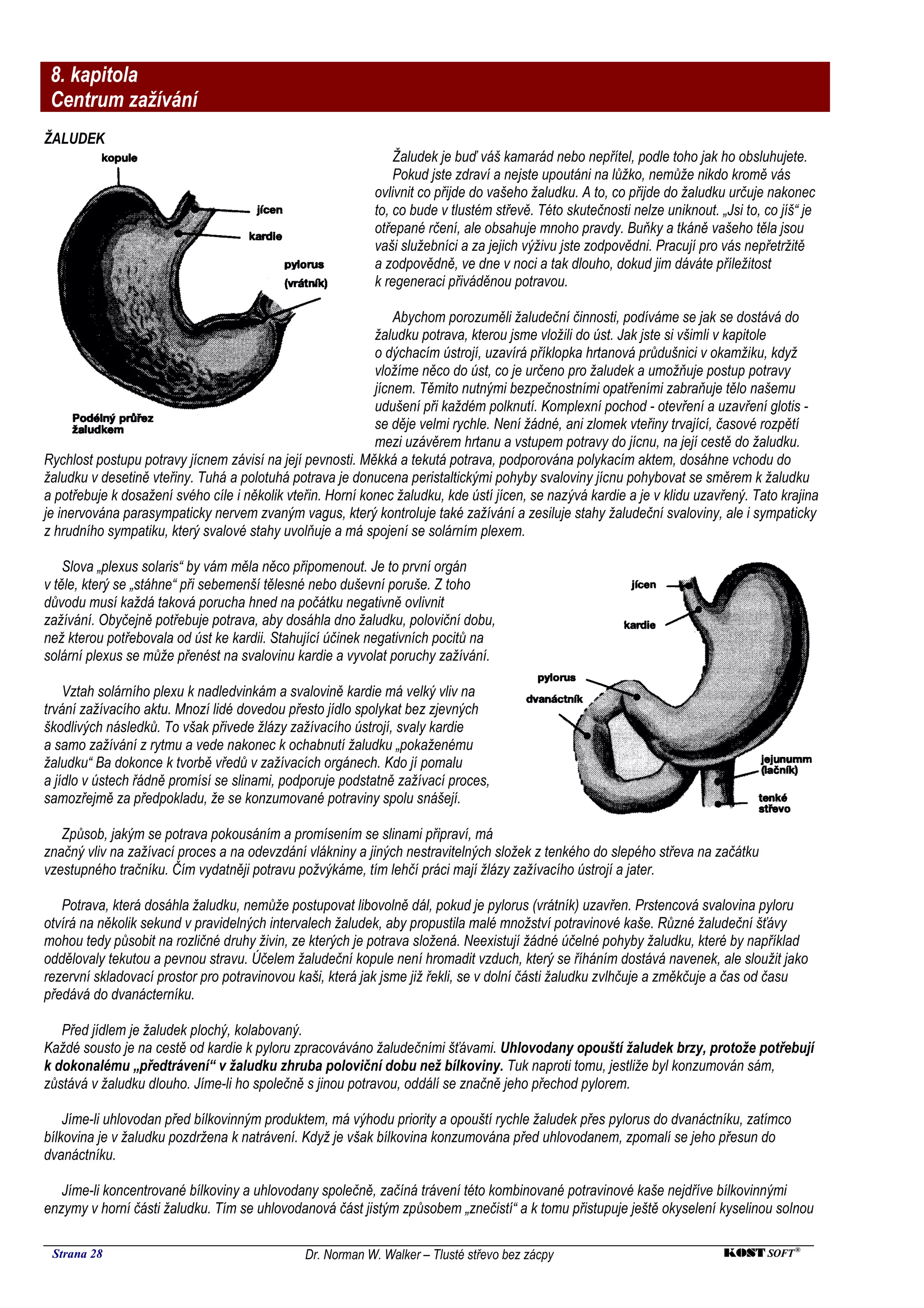 8. kapitola
 Centrum zažívání
ŽALUDEK
                                                                Žaludek je buď váš kamarád nebo nepřítel, podle toho jak ho obsluhujete.
                                                                Pokud jste zdraví a nejste upoutáni na lůžko, nemůže nikdo kromě vás
                                                            ovlivnit co přijde do vašeho žaludku. A to, co přijde do žaludku určuje nakonec
                                                            to, co bude v tlustém střevě. Této skutečnosti nelze uniknout. „Jsi to, co jíš“ je
                                                            otřepané rčení, ale obsahuje mnoho pravdy. Buňky a tkáně vašeho těla jsou
                                                            vaši služebníci a za jejich výživu jste zodpovědni. Pracují pro vás nepřetržitě
                                                            a zodpovědně, ve dne v noci a tak dlouho, dokud jim dáváte příležitost
                                                            k regeneraci přiváděnou potravou.

                                                                Abychom porozuměli žaludeční činnosti, podíváme se jak se dostává do
                                                            žaludku potrava, kterou jsme vložili do úst. Jak jste si všimli v kapitole
                                                            o dýchacím ústrojí, uzavírá příklopka hrtanová průdušnici v okamžiku, když
                                                            vložíme něco do úst, co je určeno pro žaludek a umožňuje postup potravy
                                                            jícnem. Těmito nutnými bezpečnostními opatřeními zabraňuje tělo našemu
                                                            udušení při každém polknutí. Komplexní pochod - otevření a uzavření glotis -
                                                            se děje velmi rychle. Není žádné, ani zlomek vteřiny trvající, časové rozpětí
                                                            mezi uzávěrem hrtanu a vstupem potravy do jícnu, na její cestě do žaludku.
Rychlost postupu potravy jícnem závisí na její pevnosti. Měkká a tekutá potrava, podporována polykacím aktem, dosáhne vchodu do
žaludku v desetině vteřiny. Tuhá a polotuhá potrava je donucena peristaltickými pohyby svaloviny jícnu pohybovat se směrem k žaludku
a potřebuje k dosažení svého cíle i několik vteřin. Horní konec žaludku, kde ústí jícen, se nazývá kardie a je v klidu uzavřený. Tato krajina
je inervována parasympaticky nervem zvaným vagus, který kontroluje také zažívání a zesiluje stahy žaludeční svaloviny, ale i sympaticky
z hrudního sympatiku, který svalové stahy uvolňuje a má spojení se solárním plexem.

    Slova „plexus solaris“ by vám měla něco připomenout. Je to první orgán
v těle, který se „stáhne“ při sebemenší tělesné nebo duševní poruše. Z toho
důvodu musí každá taková porucha hned na počátku negativně ovlivnit
zažívání. Obyčejně potřebuje potrava, aby dosáhla dno žaludku, poloviční dobu,
než kterou potřebovala od úst ke kardii. Stahující účinek negativních pocitů na
solární plexus se může přenést na svalovinu kardie a vyvolat poruchy zažívání.

    Vztah solárního plexu k nadledvinkám a svalovině kardie má velký vliv na
trvání zažívacího aktu. Mnozí lidé dovedou přesto jídlo spolykat bez zjevných
škodlivých následků. To však přivede žlázy zažívacího ústrojí, svaly kardie
a samo zažívání z rytmu a vede nakonec k ochabnutí žaludku „pokaženému
žaludku“ Ba dokonce k tvorbě vředů v zažívacích orgánech. Kdo jí pomalu
a jídlo v ústech řádně promísí se slinami, podporuje podstatně zažívací proces,
samozřejmě za předpokladu, že se konzumované potraviny spolu snášejí.

   Způsob, jakým se potrava pokousáním a promísením se slinami připraví, má
značný vliv na zažívací proces a na odevzdání vlákniny a jiných nestravitelných složek z tenkého do slepého střeva na začátku
vzestupného tračníku. Čím vydatněji potravu požvýkáme, tím lehčí práci mají žlázy zažívacího ústrojí a jater.

   Potrava, která dosáhla žaludku, nemůže postupovat libovolně dál, pokud je pylorus (vrátník) uzavřen. Prstencová svalovina pyloru
otvírá na několik sekund v pravidelných intervalech žaludek, aby propustila malé množství potravinové kaše. Různé žaludeční šťávy
mohou tedy působit na rozličné druhy živin, ze kterých je potrava složená. Neexistují žádné účelné pohyby žaludku, které by například
oddělovaly tekutou a pevnou stravu. Účelem žaludeční kopule není hromadit vzduch, který se říháním dostává navenek, ale sloužit jako
rezervní skladovací prostor pro potravinovou kaši, která jak jsme již řekli, se v dolní části žaludku zvlhčuje a změkčuje a čas od času
předává do dvanácterníku.

   Před jídlem je žaludek plochý, kolabovaný.
Každé sousto je na cestě od kardie k pyloru zpracováváno žaludečními šťávami. Uhlovodany opouští žaludek brzy, protože potřebují
k dokonalému „předtrávení“ v žaludku zhruba poloviční dobu než bílkoviny. Tuk naproti tomu, jestliže byl konzumován sám,
zůstává v žaludku dlouho. Jíme-li ho společně s jinou potravou, oddálí se značně jeho přechod pylorem.

    Jíme-li uhlovodan před bílkovinným produktem, má výhodu priority a opouští rychle žaludek přes pylorus do dvanáctníku, zatímco
bílkovina je v žaludku pozdržena k natrávení. Když je však bílkovina konzumována před uhlovodanem, zpomalí se jeho přesun do
dvanáctníku.

   Jíme-li koncentrované bílkoviny a uhlovodany společně, začíná trávení této kombinované potravinové kaše nejdříve bílkovinnými
enzymy v horní části žaludku. Tím se uhlovodanová část jistým způsobem „znečistí“ a k tomu přistupuje ještě okyselení kyselinou solnou

 Strana 28                                     Dr. Norman W. Walker – Tlusté střevo bez zácpy                               KOST SOFT ®
 