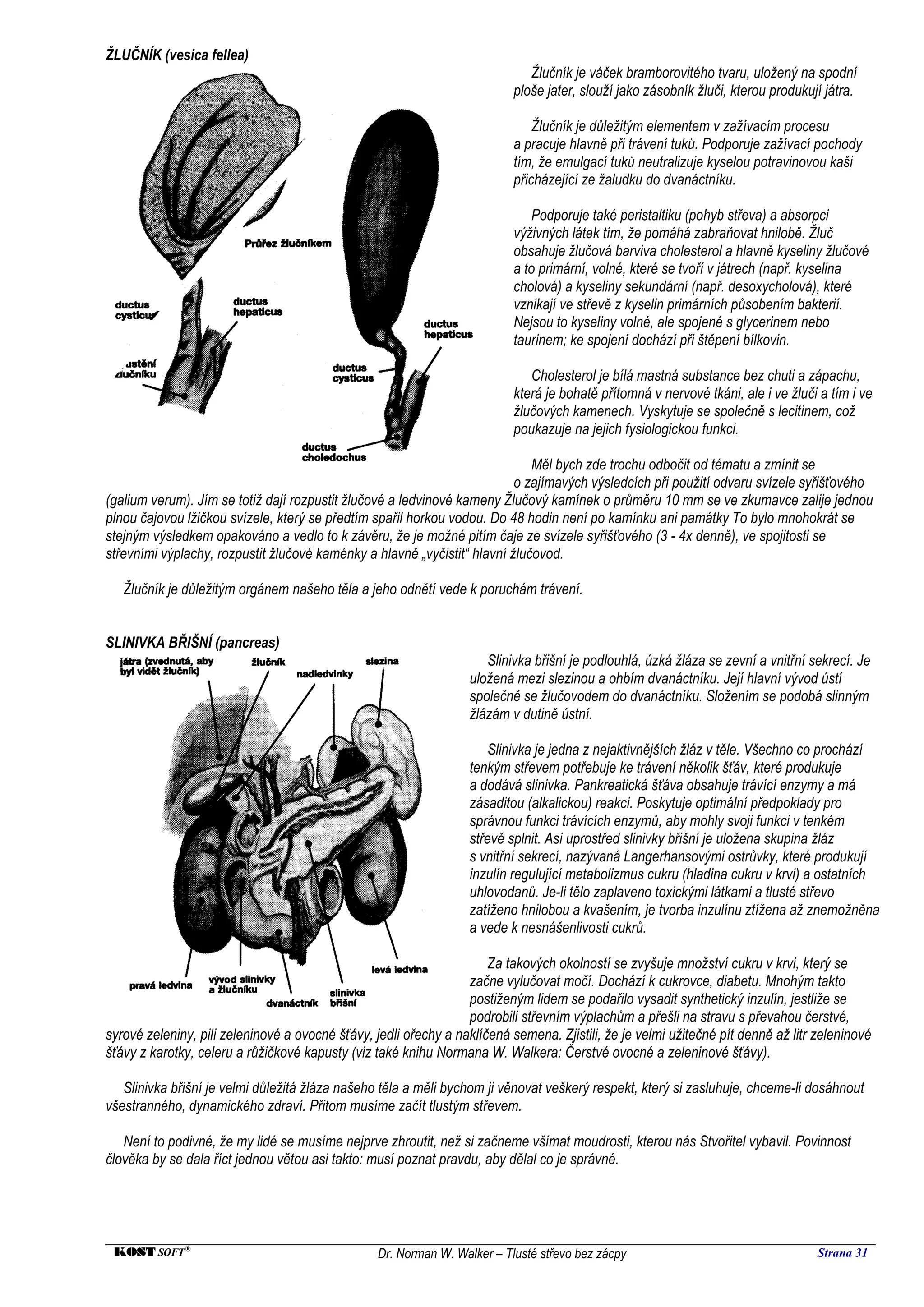 ŽLUČNÍK (vesica fellea)
                                                                              Žlučník je váček bramborovitého tvaru, uložený na spodní
                                                                           ploše jater, slouží jako zásobník žluči, kterou produkují játra.

                                                                               Žlučník je důležitým elementem v zažívacím procesu
                                                                           a pracuje hlavně při trávení tuků. Podporuje zažívací pochody
                                                                           tím, že emulgací tuků neutralizuje kyselou potravinovou kaši
                                                                           přicházející ze žaludku do dvanáctníku.

                                                                               Podporuje také peristaltiku (pohyb střeva) a absorpci
                                                                           výživných látek tím, že pomáhá zabraňovat hnilobě. Žluč
                                                                           obsahuje žlučová barviva cholesterol a hlavně kyseliny žlučové
                                                                           a to primární, volné, které se tvoří v játrech (např. kyselina
                                                                           cholová) a kyseliny sekundární (např. desoxycholová), které
                                                                           vznikají ve střevě z kyselin primárních působením bakterií.
                                                                           Nejsou to kyseliny volné, ale spojené s glycerinem nebo
                                                                           taurinem; ke spojení dochází při štěpení bílkovin.

                                                                              Cholesterol je bílá mastná substance bez chuti a zápachu,
                                                                           která je bohatě přítomná v nervové tkáni, ale i ve žluči a tím i ve
                                                                           žlučových kamenech. Vyskytuje se společně s lecitinem, což
                                                                           poukazuje na jejich fysiologickou funkci.

                                                                             Měl bych zde trochu odbočit od tématu a zmínit se
                                                                          o zajímavých výsledcích při použití odvaru svízele syřišťového
(galium verum). Jím se totiž dají rozpustit žlučové a ledvinové kameny Žlučový kamínek o průměru 10 mm se ve zkumavce zalije jednou
plnou čajovou lžičkou svízele, který se předtím spařil horkou vodou. Do 48 hodin není po kamínku ani památky To bylo mnohokrát se
stejným výsledkem opakováno a vedlo to k závěru, že je možné pitím čaje ze svízele syřišťového (3 - 4x denně), ve spojitosti se
střevními výplachy, rozpustit žlučové kaménky a hlavně „vyčistit“ hlavní žlučovod.

   Žlučník je důležitým orgánem našeho těla a jeho odnětí vede k poruchám trávení.


SLINIVKA BŘIŠNÍ (pancreas)
                                                                      Slinivka břišní je podlouhlá, úzká žláza se zevní a vnitřní sekrecí. Je
                                                                   uložená mezi slezinou a ohbím dvanáctníku. Její hlavní vývod ústí
                                                                   společně se žlučovodem do dvanáctníku. Složením se podobá slinným
                                                                   žlázám v dutině ústní.

                                                                       Slinivka je jedna z nejaktivnějších žláz v těle. Všechno co prochází
                                                                   tenkým střevem potřebuje ke trávení několik šťáv, které produkuje
                                                                   a dodává slinivka. Pankreatická šťáva obsahuje trávící enzymy a má
                                                                   zásaditou (alkalickou) reakci. Poskytuje optimální předpoklady pro
                                                                   správnou funkci trávících enzymů, aby mohly svoji funkci v tenkém
                                                                   střevě splnit. Asi uprostřed slinivky břišní je uložena skupina žláz
                                                                   s vnitřní sekrecí, nazývaná Langerhansovými ostrůvky, které produkují
                                                                   inzulín regulující metabolizmus cukru (hladina cukru v krvi) a ostatních
                                                                   uhlovodanů. Je-li tělo zaplaveno toxickými látkami a tlusté střevo
                                                                   zatíženo hnilobou a kvašením, je tvorba inzulínu ztížena až znemožněna
                                                                   a vede k nesnášenlivosti cukrů.

                                                                      Za takových okolností se zvyšuje množství cukru v krvi, který se
                                                                  začne vylučovat močí. Dochází k cukrovce, diabetu. Mnohým takto
                                                                  postiženým lidem se podařilo vysadit synthetický inzulín, jestliže se
                                                                  podrobili střevním výplachům a přešli na stravu s převahou čerstvé,
syrové zeleniny, pili zeleninové a ovocné šťávy, jedli ořechy a naklíčená semena. Zjistili, že je velmi užitečné pít denně až litr zeleninové
šťávy z karotky, celeru a růžičkové kapusty (viz také knihu Normana W. Walkera: Čerstvé ovocné a zeleninové šťávy).

   Slinivka břišní je velmi důležitá žláza našeho těla a měli bychom ji věnovat veškerý respekt, který si zasluhuje, chceme-li dosáhnout
všestranného, dynamického zdraví. Přitom musíme začít tlustým střevem.

   Není to podivné, že my lidé se musíme nejprve zhroutit, než si začneme všímat moudrosti, kterou nás Stvořitel vybavil. Povinnost
člověka by se dala říct jednou větou asi takto: musí poznat pravdu, aby dělal co je správné.




 KOST SOFT ®                                      Dr. Norman W. Walker – Tlusté střevo bez zácpy                                   Strana 31
 