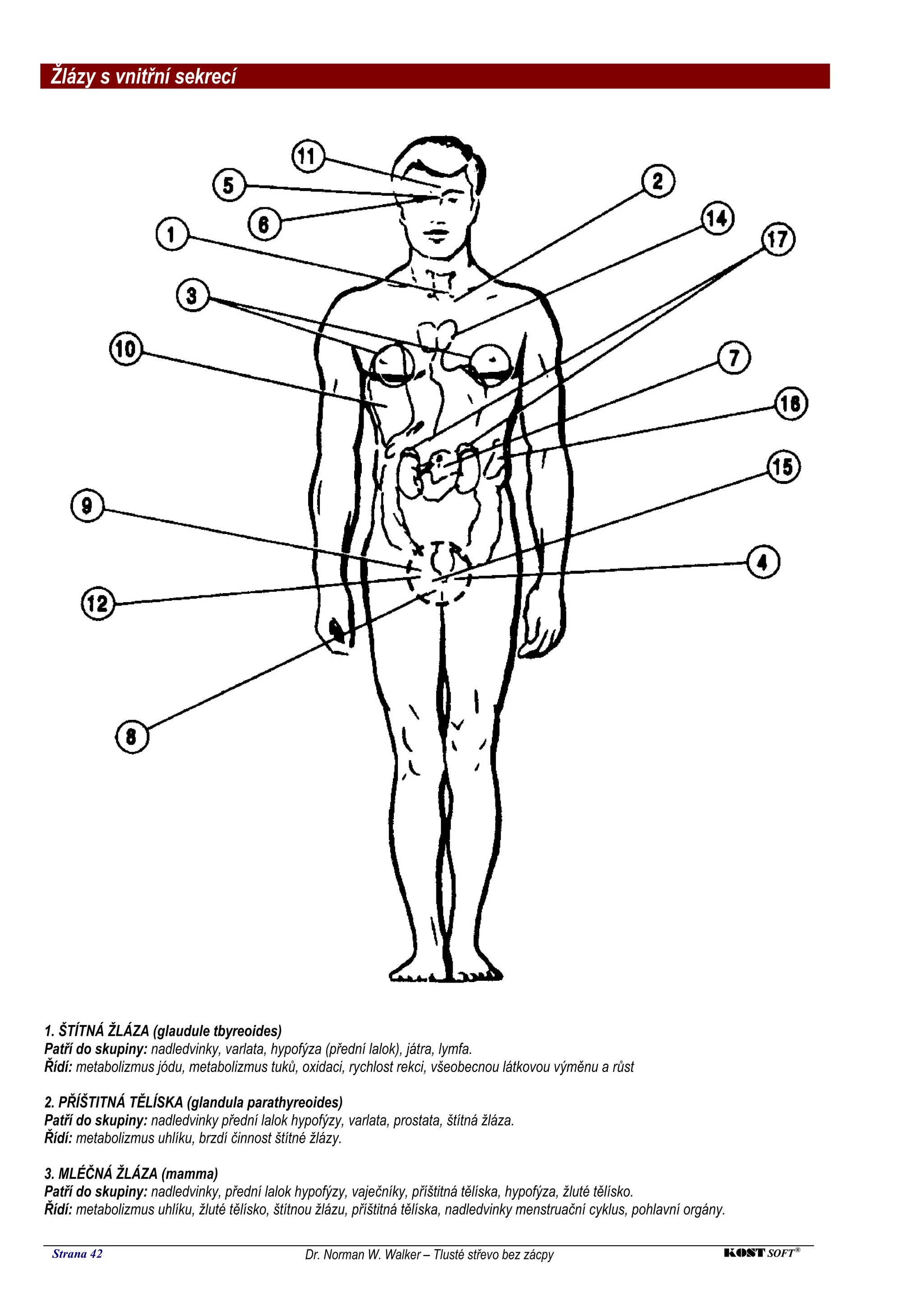 Žlázy s vnitřní sekrecí




1. ŠTÍTNÁ ŽLÁZA (glaudule tbyreoides)
Patří do skupiny: nadledvinky, varlata, hypofýza (přední lalok), játra, lymfa.
Řídí: metabolizmus jódu, metabolizmus tuků, oxidaci, rychlost rekci, všeobecnou látkovou výměnu a růst

2. PŘÍŠTITNÁ TĚLÍSKA (glandula parathyreoides)
Patří do skupiny: nadledvinky přední lalok hypofýzy, varlata, prostata, štítná žláza.
Řídí: metabolizmus uhlíku, brzdí činnost štítné žlázy.

3. MLÉČNÁ ŽLÁZA (mamma)
Patří do skupiny: nadledvinky, přední lalok hypofýzy, vaječníky, příštitná tělíska, hypofýza, žluté tělísko.
Řídí: metabolizmus uhlíku, žluté tělísko, štítnou žlázu, příštitná tělíska, nadledvinky menstruační cyklus, pohlavní orgány.

 Strana 42                                     Dr. Norman W. Walker – Tlusté střevo bez zácpy                              KOST SOFT ®
 